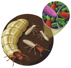 The image below represents the termites, bacteria, and protists that together share a mutualistic relationship.   How many domains are represented? A)  one B)  two C)  three D)  four