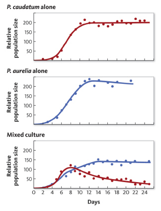 In a simple laboratory experiment, a researcher maintained two different species of single-celled protists, Paramecium caudatum and Paramecium aurelia . He recorded population growth of each species individually and then mixed a similar number of individuals from each population and recorded their growth rates when living together. The graphs below represent the results of this experiment.   Based on the graph of the mixed culture, what can you determine about the niche for each individual species? A)  There is a large amount of niche overlap. B)  There is minimal niche overlap. C)  Competition for resources is partitioning the available niches. D)  Intraspecific competition is reducing niche overlap.