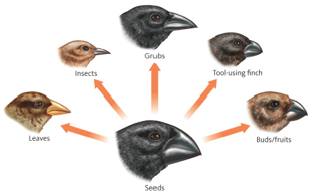 In Chapter 3, you learned about the evolution of the 14 finch-like species on the Galapagos Islands. As shown in the figure below, each species has a different beak shape; thus, each species is adapted to feeding on different food sources.   These changes are a result of __________. A)  resource partitioning B)  ecological niche C)  dominance hierarchy D)  mutualism