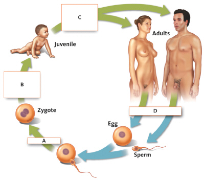   The cell stage that occurs immediately after (A)  is the __________. A)  zygote B)  mitosis C)  morula D)  meiosis