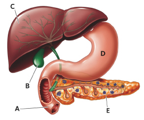   In this figure, which organ is associated with the production of the majority of digestive enzymes? A)  A B)  B C)  C D)  D E)  E
