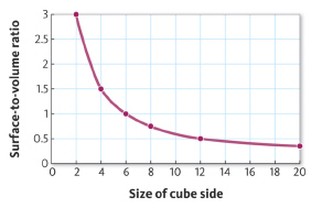   Based on this figure, which of the following cube-shaped animals can obtain more oxygen across its body surface? A)  animal with 4-cm side B)  animal with 6-cm side C)  animal with 8-cm side D)  animal with 10-cm side