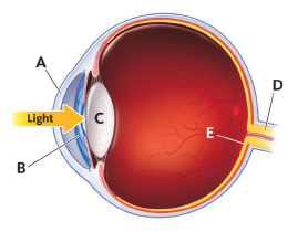   Where are rod and cone cells found? A)  A B)  B C)  C D)  D E)  E