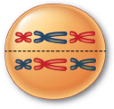   If the diploid number of chromosomes for this cell is six, what stage is represented by this figure? A)  mitosis B)  meiosis I C)  meiosis II D)  either mitosis or meiosis II