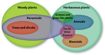 Look at the Venn diagram below. Which of the following statements is incorrect?   A)  All grasses are herbaceous plants. B)  All shrubs are biennials. C)  All trees are woody plants. D)  Wildflowers may be annuals, biennials, or perennials.