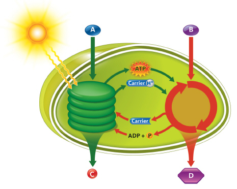  The __________ reactions convert _____ (B)  to sugars. A)  Calvin cycle; O<sub>2</sub> B)  light; CO<sub>2</sub> C)  Calvin cycle; CO<sub>2</sub> D)  light; O<sub>2</sub>