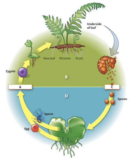   The form of a fern that we are used to seeing is a A)  gametophyte and is haploid. B)  gametophyte and is diploid. C)  sporophyte and is haploid. D)  sporophyte and is diploid.