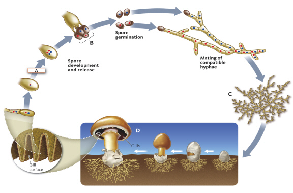   The __________ (C)  develops into the __________ (D) . A)  fruiting body; mycelium B)  mycelium; fruiting body C)  hypha; mycelium D)  mycelium; hypha