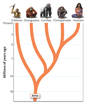   Which of the following is most closely related to chimpanzees and humans? A)  gorillas B)  orangutans C)  all apes D)  gibbons
