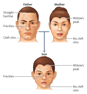   Assuming a widow's peak is a dominant trait, the father would be __________. A)  homozygous recessive B)  homozygous dominant C)  heterozygous dominant D)  heterozygous recessive