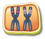   If this is a cell in your body where the letter  P  represents some trait, A)  P came from one parent and p from another parent. B)  both alleles came from one parent. C)  P came from your father and p from your mother. D)  four different alleles are represented.