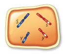   Has this cell undergone meiosis? A)  yes, because there are no duplicated chromosomes B)  no, because homologous chromosomes are present C)  yes, because homologous chromosomes are not present D)  no, because the diploid number is 2