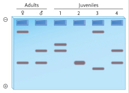Based on the following gel plate, which juvenile(s)  could be the offspring of the adult male and female?   A)  juvenile 1 only B)  juveniles 2 and 4 C)  juveniles 2 and 3 D)  juvenile 4 only