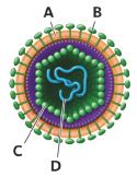   In this figure, which of the following are composed primarily of proteins? A)  A and B B)  B and C C)  B and D D)  A and D
