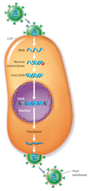   Does this figure represent a retrovirus? A)  yes, because reverse transcription occurs B)  no, because reverse transcription occurs C)  yes, because translation occurs D)  There is no way to tell based on the figure.