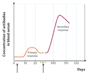   In this figure, the magnitude of the secondary response is due to ____________________. A)  the presence of memory cells B)  the presence of antibodies that remain in the body after a first-time infection C)  the activity of killer T-cells D)  antibodies introduced when someone receives a vaccination