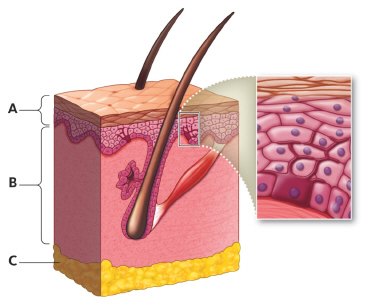   In this figure, _____ is the subcutaneous layer, and its function is to __________. A)  C; cushion organs, as well as insulation B)  A; constantly divide to replace skin cells C)  B; provide strength and flexibility D)  A; secrete collagen and elastic fibers