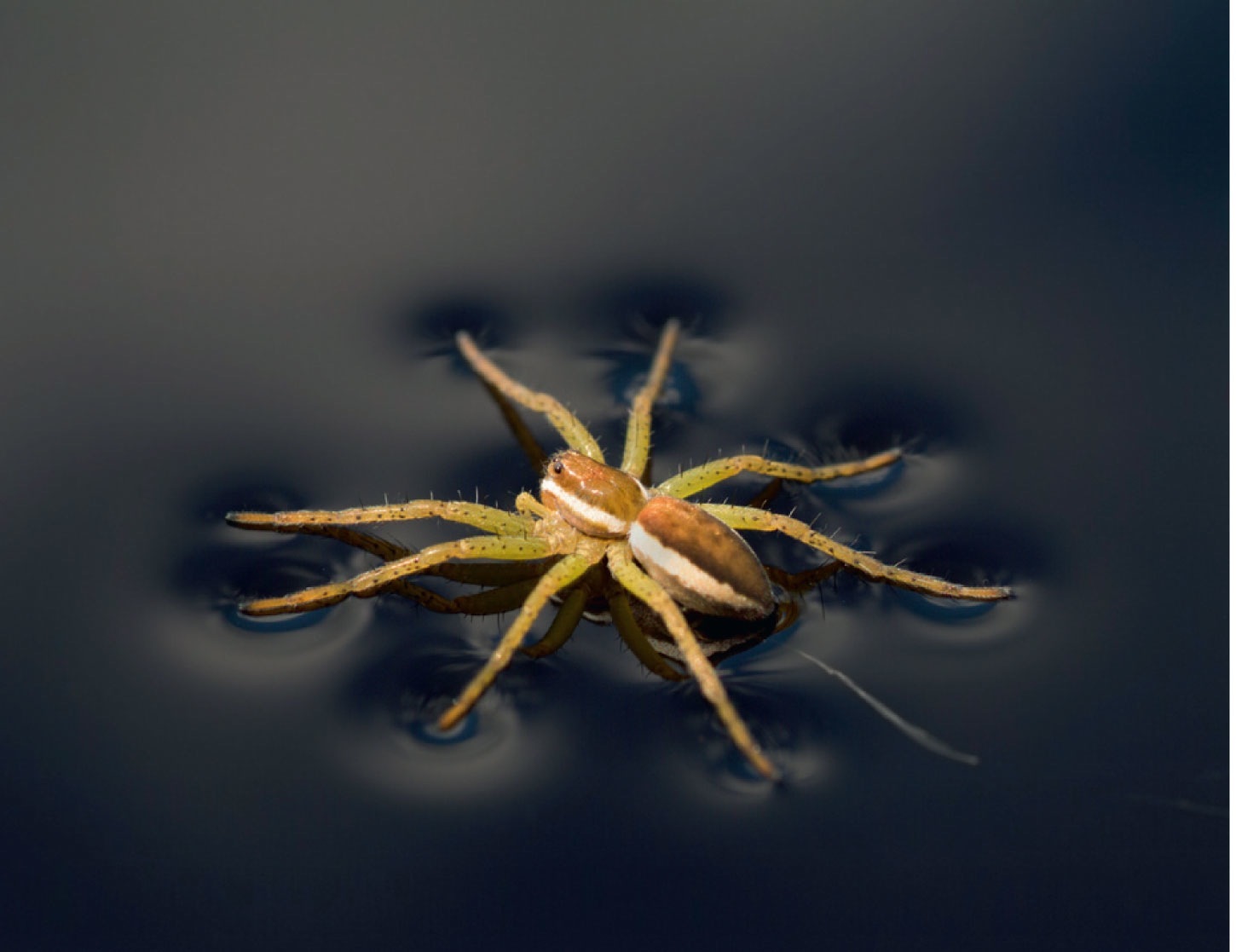   Figure 2.4 The water strider shown in the figure above is able to stand on water because of the ____ of water. A) covalent bonds B) surface tension C) van der Waals forces D) density E) hydration layer