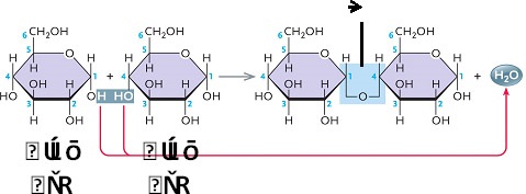  Figure 3.1 The accompanying figure illustrates the synthesis of ____. ​ A) sucrose B) maltose ​ C) lactose ​ D) cellulose ​ E) fructose ​
