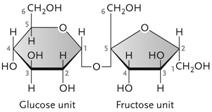   Figure 3.2 The disaccharide in the accompanying figure is ____. ​ A) cellulose B) galactose ​ C) maltose ​ D) sucrose ​ E) lactose