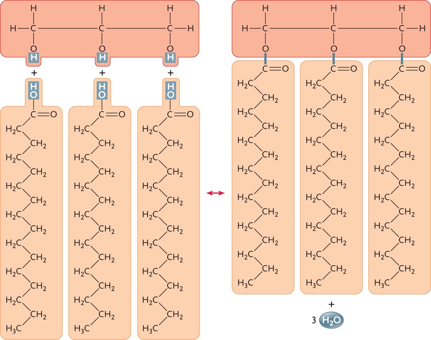   Figure 3.6 The molecule in the accompanying figure is a(n) ____. A) triglyceride B) amino acid ​ C) steroid ​ D) polysaccharide ​ E) phospholipid ​