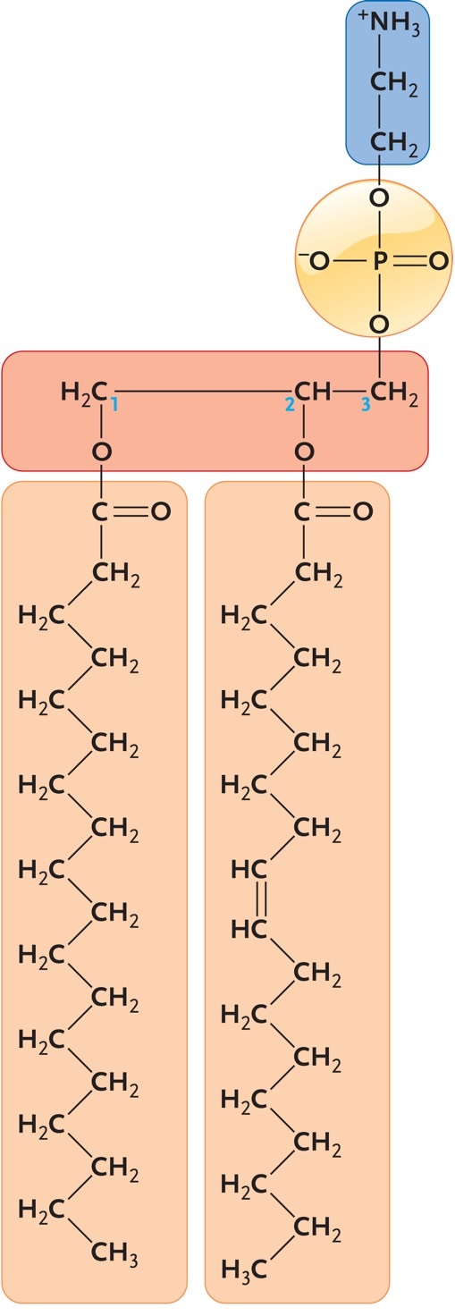       Figure 3.8 The molecule shown above is a(n) ____. ​ A) triglyceride B) amino acid C) steroid ​ D) polysaccharide ​ E) phospholipid ​