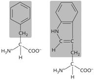   Figure 3.13 The two amino acids in the accompanying figure both have side groups ( R groups) that are ____. ​ A) acidic and polar B) uncharged and nonpolar ​ C) basic and polar ​ D) acidic and nonpolar ​ E) uncharged and polar ​