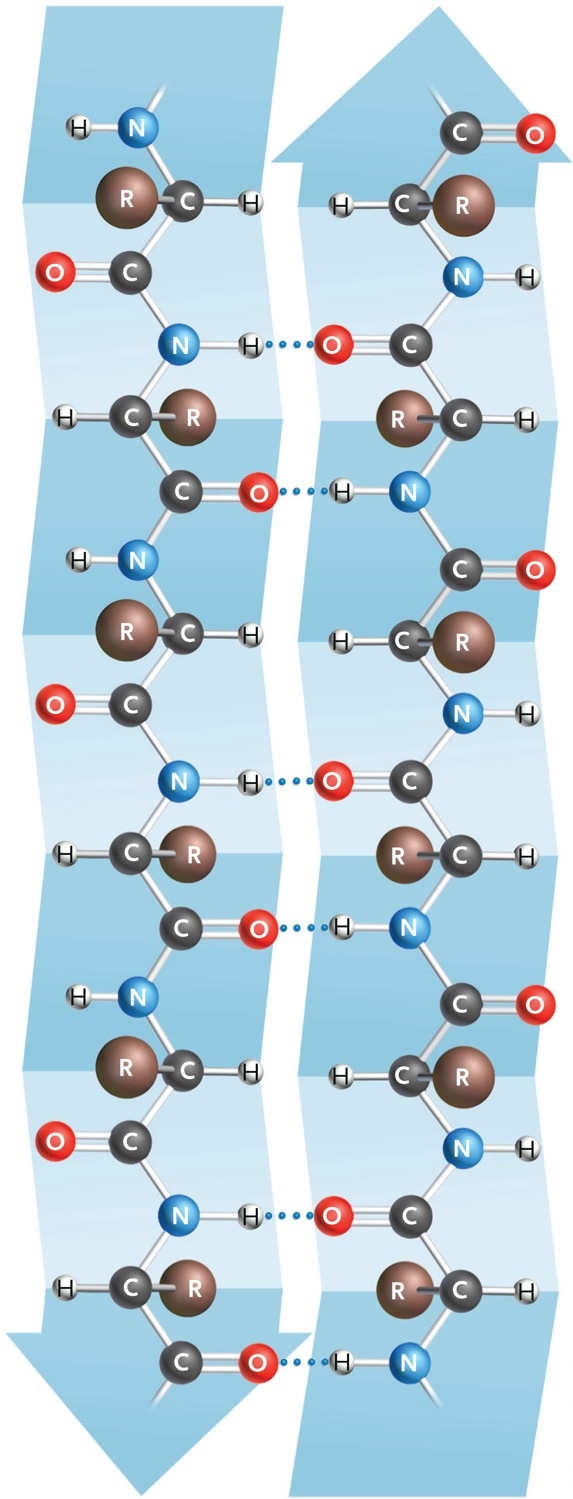   Figure 3.15 The image in the accompanying figure is an example of a(n) ____. ​ A) random coil B) double helix ​ C) b sheet ​ D) a helix ​ E) b polysaccharide ​