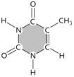   Figure 3.16 The molecule in the accompanying figure is the pyrimidine ____, which is typically found in DNA but not RNA. A) thymine B) adenine ​ C) uracil ​ D) guanine ​ E) cytosine ​