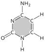   Figure 3.17 The molecule in the accompanying figure is the pyrimidine ____, which is typically found in both DNA and RNA. ​ A) thymine B) adenine ​ C) uracil D) guanine E) cytosine