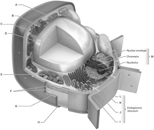 Labeling  Identify each of the cellular structures indicated in a eukaryotic plant cell.    Figure 4.1