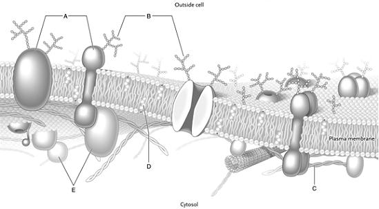 Labeling  Identify each structure found in a typical plasma membrane as shown in the figure below.   