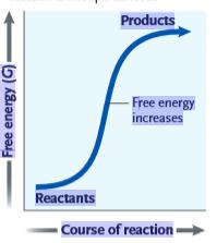     Figure 6.1 What can be inferred from the accompanying graph? ​ A) This reaction is endergonic, with a positive ΔG. B) This reaction is endergonic, with a negative ΔG. C) This reaction is exergonic, with a positive ΔG. D) This reaction is exergonic, with a negative ΔG. E) There is not enough information to make a determination.