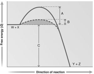     Figure 6.2 Answer the question using the accompanying graph. Which portion of the graph shows the activation energy in the presence of enzyme? ​ A) ​A B) ​B C) ​C D) W + X E) Y + Z