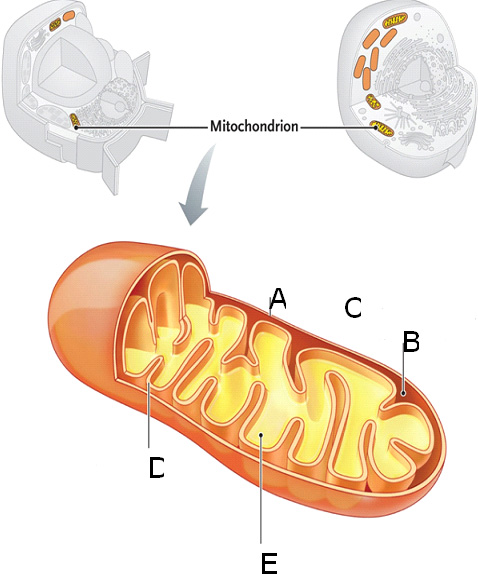     Refer to the accompanying figure for questions 71-75. In what part of the mitochondrion or cell do the following steps of cellular respiration take place? Not all choices will be used; some may be used more than once.