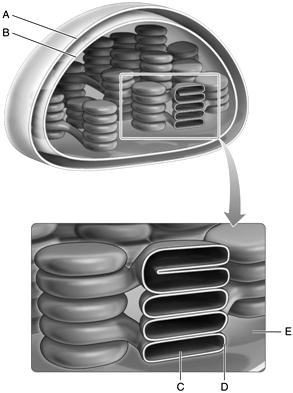 Answer the following questions using the accompanying figure. Identify each structure in the figure below. Some choices may be used more than once.     Figure 8.1