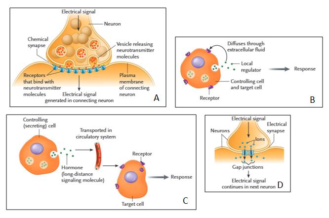 Answer the following questions using the accompanying figure. Match the types of cell communication shown in the figures with the descriptions below. Some choices may be used more than once.     Figure 9.1