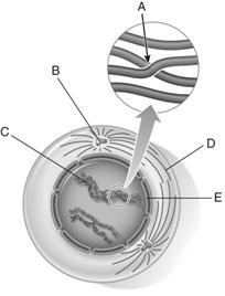 Examine the following figure. Match each letter of the figure with the appropriate cell structure.    