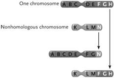 <strong> Figure 13.3 The change in the chromosomes depicted between the top and the bottom in the accompanying figure represents a(n)____.</strong> A)inversion B)duplication C)reciprocal translocation D)deletion E)Philadelphia chromosome
