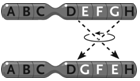   Figure 13.4 The change in the chromosome depicted between the top and the bottom in the accompanying figure represents a(n) ____. A) inversion B) duplication C) reciprocal translocation D) deletion E) Philadelphia chromosome