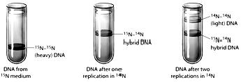     Figure 14.1 The figure above depicts the result of an experiment to determine how DNA replication occurs. Based on these results, it appears that after replication, each new DNA molecule contains ____. ​ A) either entirely old DNA strands or entirely new DNA strands B) one old DNA strand and one new DNA strand C) entirely new DNA D) some DNA helix regions from old DNA alternating with some DNA regions from new DNA E) two strands that are each a mix of old and new DNA