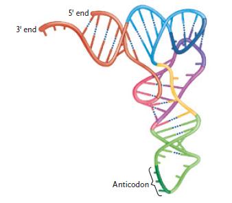    Figure 15.1 The structure in the figure above represents a molecule of ____. ​ A) pre-mRNA B) tRNA C) snRNA D) mRNA E) rRNA