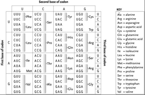       Using the genetic code shown here, predict the amino acid sequence that would be produced from the following partial DNA sequence if the top strand is the template strand:  3'-...TAC ACG TGG ACG TGA TTC TTA...-5'  5'-...ATG TGC ACC TGC ACT AAG AAT...-3'