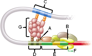 Labeling  Identify each labeled part of the following illustration of eukaryotic DNA.     Figure 16.1