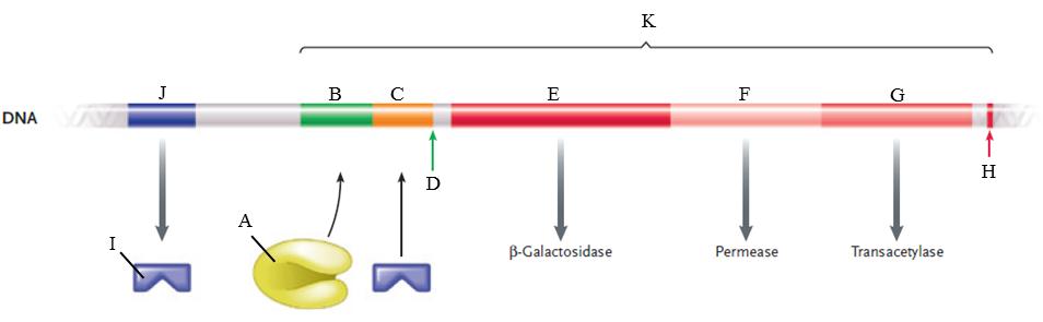 Labeling  Identify each labeled part in the following illustration of the lac operon.   Figure 16.2