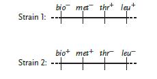     Figure 17.1 Use the accompanying figure for questions 9-11. If strains 1 and 2 conjugate and are plated on minimal medium, cells growing on the minimal medium will have the genotype ____. ​ A) bio- met- thr- leu+ B) bio+ met+ thr+ leu+ ​ C) bio+ met- thr- leu+ ​ D) bio+ met+ thr- leu+ ​ E) bio- met- thr- leu- ​