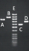     Figure 18.1 Answer the question using the accompanying figure. Of the fragments labeled A-D, which is the smallest? ​ A) ​A B) ​B C) ​C D) ​D E) it is impossible to tell