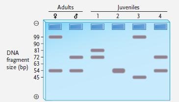   Figure 18.2 Answer the question using the accompanying figure. The figure shows the alleles present at an STR locus in two adults and four juveniles. Which of the juvenile(s) could be offspring of the adults? ​ A) juvenile 2 only B) juveniles 2 and 3 C) juveniles 1 and 4 D) juveniles 2 and 4 E) juveniles 1, 2, 3, and 4