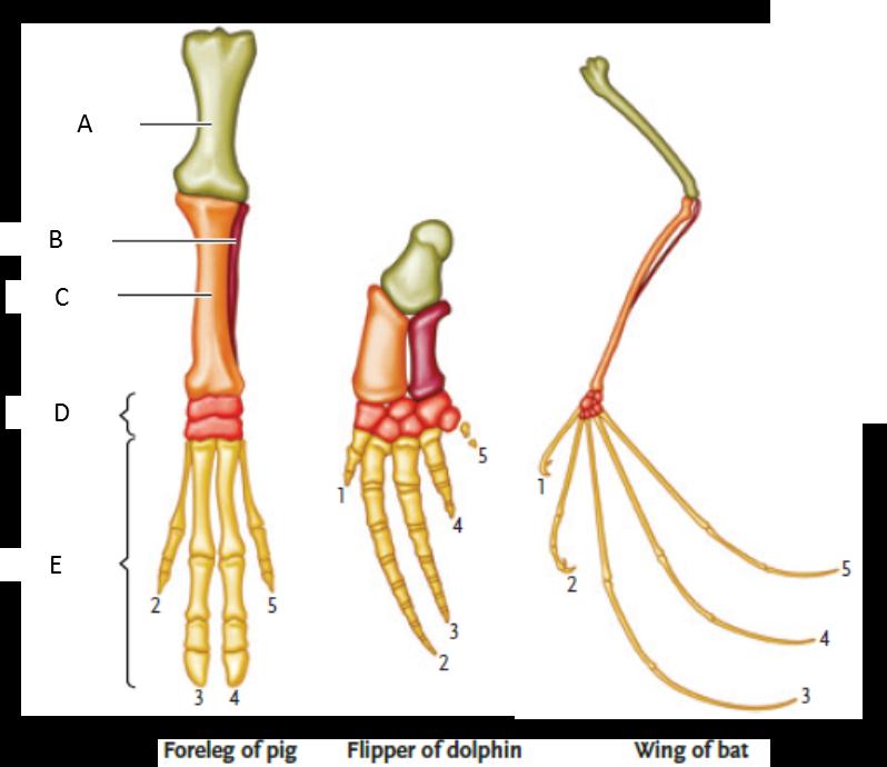 LABELING   Answer the questions using the accompanying figure. Examine the following figure depicting homologous bones in mammalian forelimbs. Match each letter of the figure with the appropriate bone structure. Note that homologous bones are pictured in the same color.     Figure 20.1