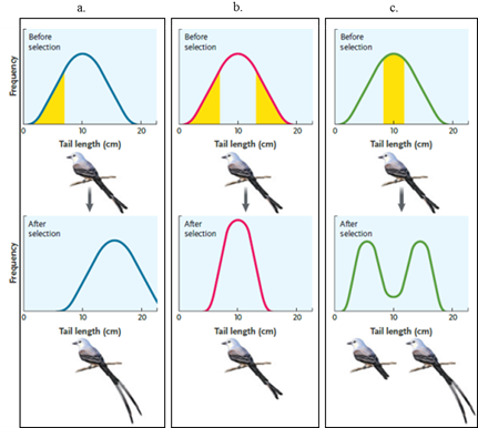 Answer the questions using the accompanying figure. Match each letter of the figure with the appropriate mode of natural selection.    Figure 21.1